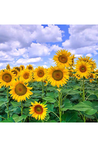 Bloom & Sow Seed بذور دوار الشمس العملاقة ذات الساق الطويلة (100 بذرة) - صنف ...