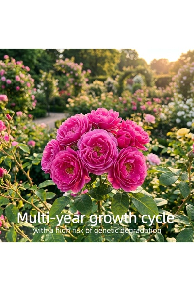 Bloom & Sow Seed بذور ورد الفلوريبوندا الأرجواني - ورود متعددة الأزهار متجمعة...