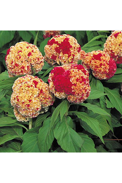 Bloom & Sow Seed بذور سيلوسيا مستديرة متعددة الألوان، زهور حمراء وصفراء مرقعة...