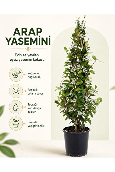 gardenkoala Arap Yasemini – Jasminum sambac – 15 cm Saksı