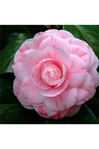 Bloom & Sow Seed Eighteen Scholars Camellia Seeds, Variegated Pink Blooms Cou...