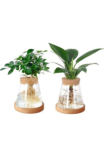 STARSTAR Plant Propagation Station - Terrarium Glass Planter - Hydroponic Gro...