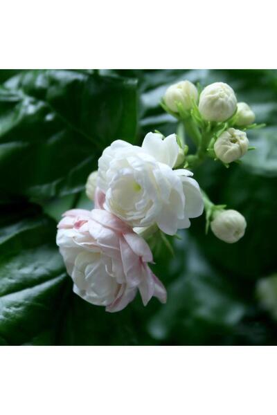 Bloom & Sow Seed بذور الياسمين ثنائية اللون (وردي-أبيض)، ذات رائحة حلوة قوية،...