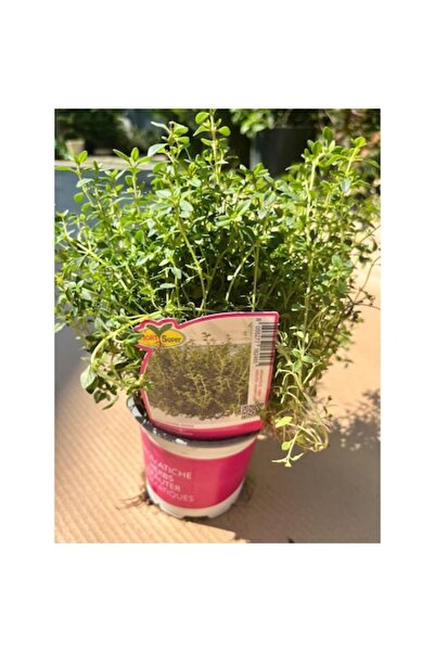 horti super Plantă aromată, Cimbru verde, Cimbru citric