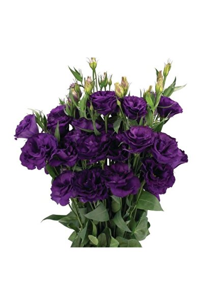 Esranın Dünyası Mor Renkli Lisianthus (Lale Gül) Tohumu Seti