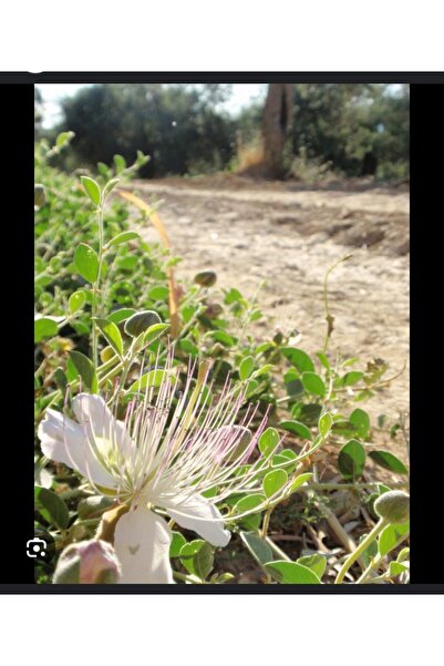 Kapari Tohumu 500 Gr. ( Ovata Cinsi )