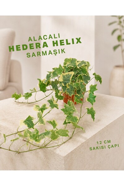 gardenkoala Alacalı Sarmaşık– Hedera helix – 12 cm Saksı