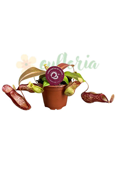 Eufloria Nepenthes 'Gaya' Ø8.5cm