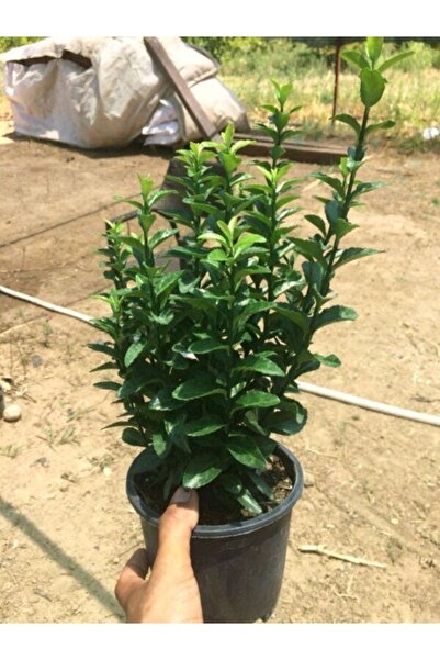 Mevsim Fidancılık Tam Yeşil Taflan Fidanı Euonymus Japonıcus 10-20 cm