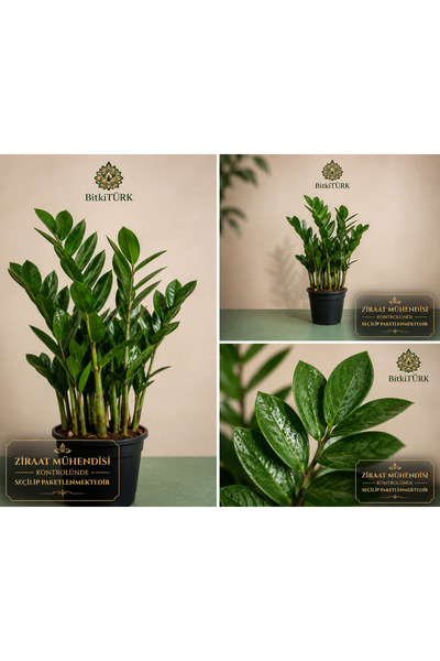 BitkiTÜRK Dolgun ve Bol Köklü İthal Zeze Zamioculcas|BitkiTÜRK Özel Seçim