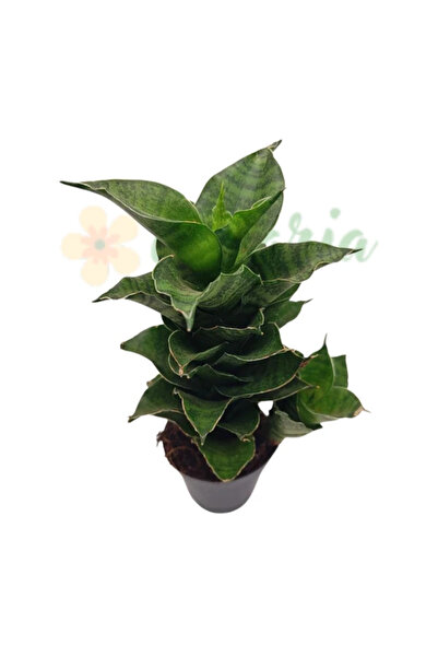 Eufloria Sansevieria 'Mahanakorn' Ø6cm