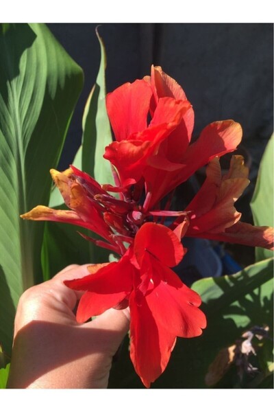 Birtutamrenk Canna indica kırmızı hint gülü saksısız açık kök