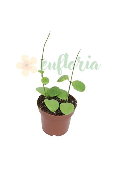 Eufloria Hoya kastbergii Ø7cm