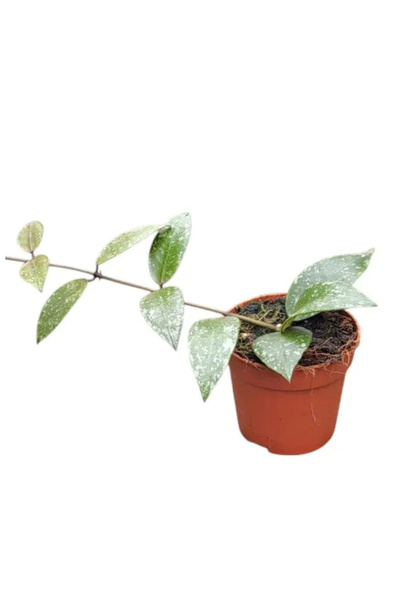 Eufloria Hoya nabawanensis 'Splash' Ø7cm