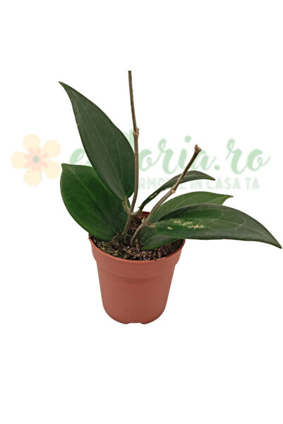 Eufloria Hoya sp. Papua Ø7cm