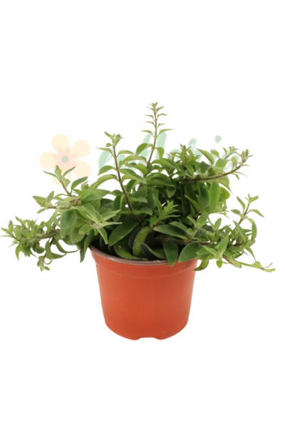 Eufloria Aeschynanthus 'Twister' Ø15cm