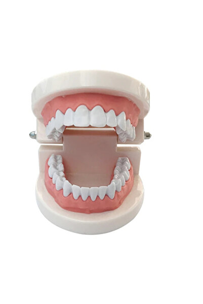 Choice1 A Early Childhood Education Brushing Model Oral Teaching Tooth Model ...