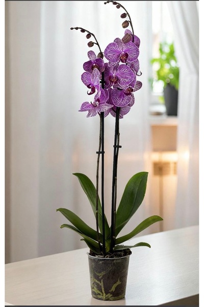 GARDENLİFEBOTANİK İthal orkide çift dal
