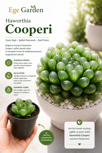 EGE GARDEN Haworthia Cooperi Sukulent – Şeffaf Yapraklı Canlı Mini Bitki – 5....