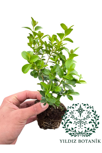 YILDIZ BOTANİK Şimşir Fidesi Çit Bitkisi Buxus Sempervirens Rotundifolia 10 Adet