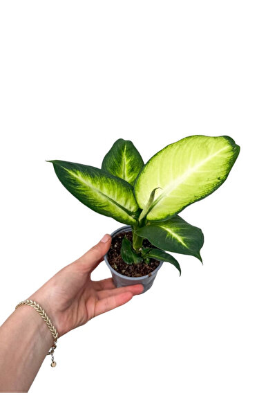 retro çiçekçilik Difenbahya (Dieffenbachia Camilla)