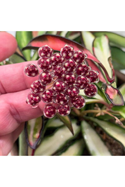 Eufloria Hoya wayetii 'Tricolor' Ø14cm