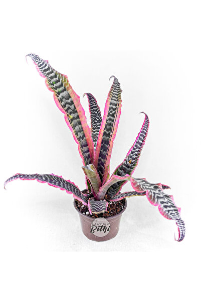 Gurme Bitki Cryptanthus Elaine (8.5 cm Saksıda) Özel Nadir Tür Bromeliad Eart...