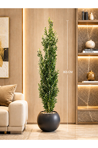 CENTRHOME 165 cm High Olive Tree with Mecanum Wheelbase