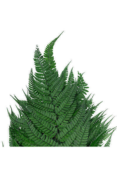 Roberto Rossi Preserved fern H60-70 cm green