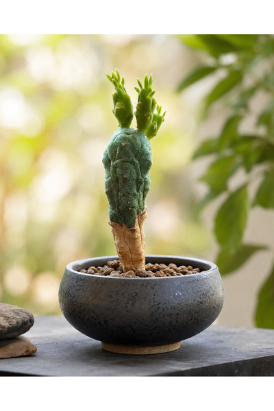 ATLANTE CACTUS Euphorbia globosa -güney Afrika kökenli özel sukulent