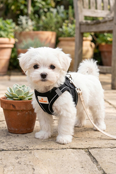 GOBYPET Kediler Ve Köpekler İçin Rahat, Dayanıklı Göğüs Tasması XS