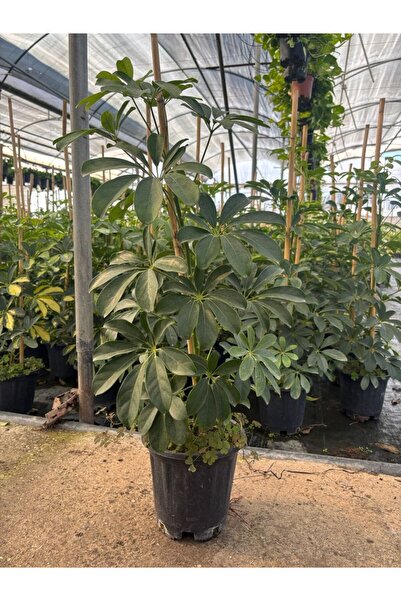 Yades Yeşil Şeflera Zümrüt Schefflera Arboricola