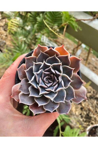 SukuLand Echeveria Simulans ithal özel tür sukulent 5,5cm saksıda