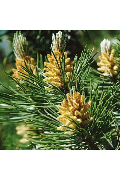 Nutyen Tüplü Fıstık Çamı Fidanı (Pinus Pinea) - Bahçe ve Peyzaj İçin 4 Mevsim...