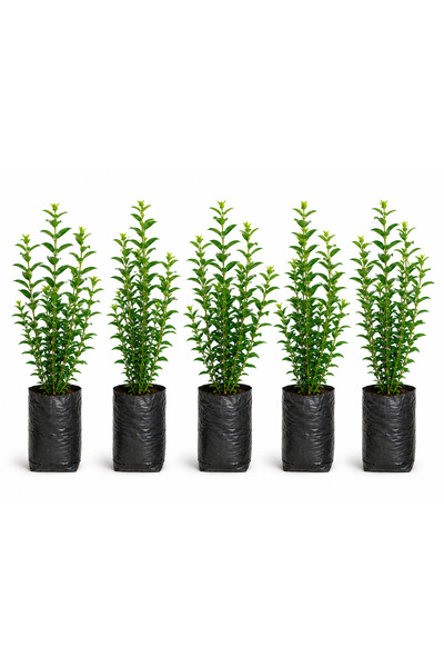 Rosemary Garden Ligustrum Kurtbağrı Çit Bitkisi Fidanı 5 Adet 60-80 cm Torbad...
