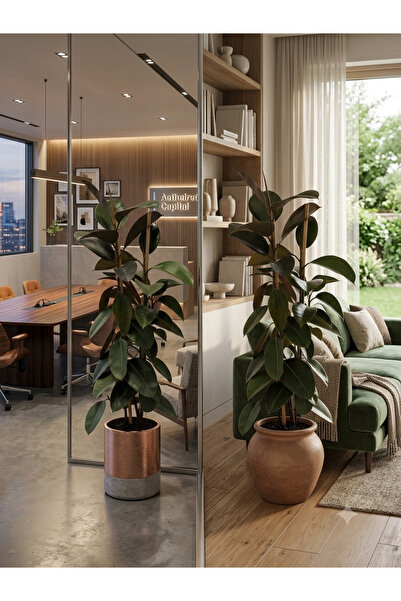 bitkidünyam Çift Gövdeli Canlı Kauçuk Çiçeği 110-120 cm Salon Ev Ofis Dekoras...