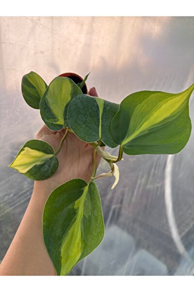 nazlı çiçekçilik Philodendron Scandens Brasil 5,5’luk Saksıda