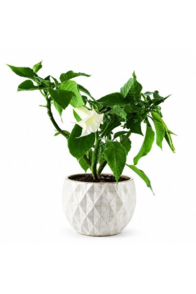 Serafina Plantă Brugmansia, în ghiveci, H 45 cm
