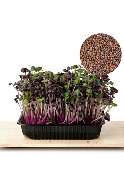 Verdeata isteata Semințe de ridiche mov pentru germeni și microplante, 1kg