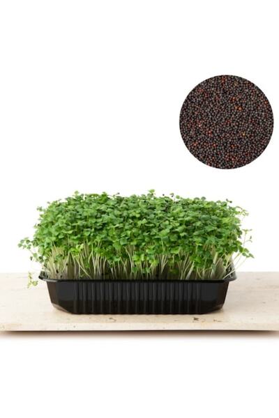 Verdeata isteata Semințe de broccoli microplante 1kg, germinație ridicată, pr...