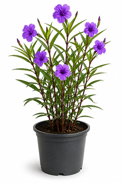 Rosemary Garden Meksika Petunyası Canlı Çiçek 50-60 cm 2 Litre Saksıda Ruelli...