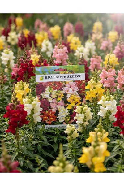 OEMS Antirrhinum Majus Maximum mixed