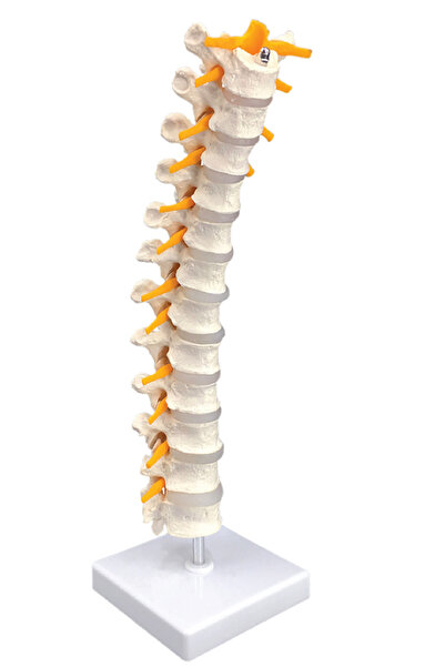 EgeAnatomi Maketleri Spinal Sinirli, Gerçek Boyutlu Torakal Omurga Modeli - O...