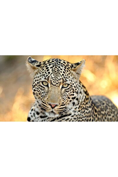 Persona Tablou canvas 100 x 70 cm, Animale model 472