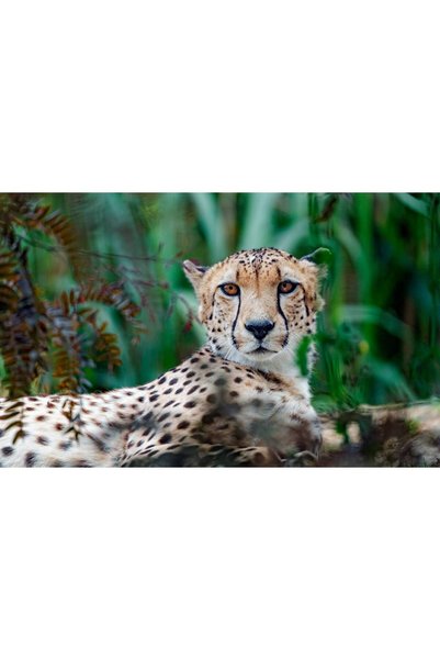 Persona Tablou canvas 100 x 70 cm, Animale model 27
