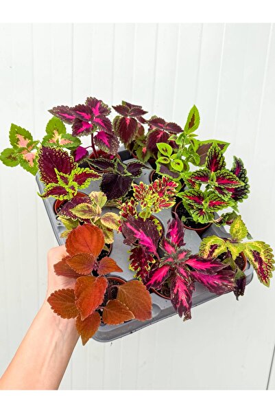 retro çiçekçilik 4 Farklı Tür Yaprak Güzeli Coleus Karışık Çeşit 5.5 cm Saksıda