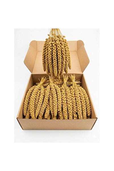netx Sarı Dal Darı 25-30cm 1 Kg