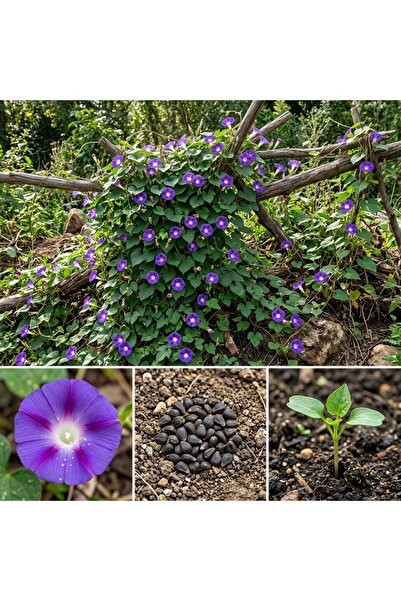 Bloom & Sow Seed بذور زهرة الصباح الأرجوانية (100 حبة) - بذور نباتات متسلقة ل...