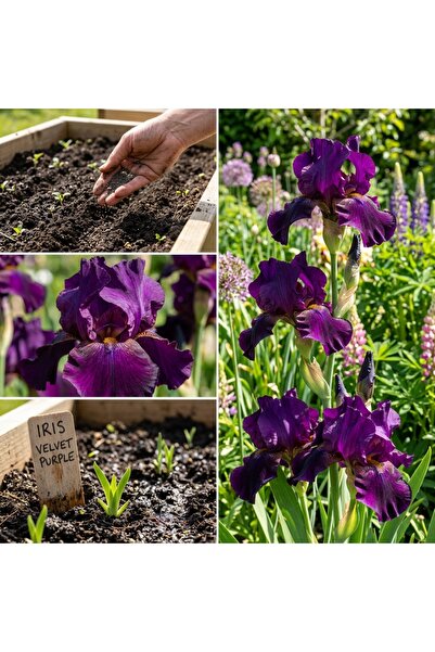 Bloom & Sow Seed بذور زهرة السوسن البنفسجية المخملية (متعددة الأزهار) - زهور ...