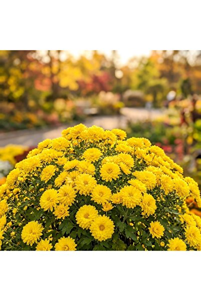 Bloom & Sow Seed Yellow Ball Chrysanthemum Seeds (Multi-headed Autumn Mum) – ...